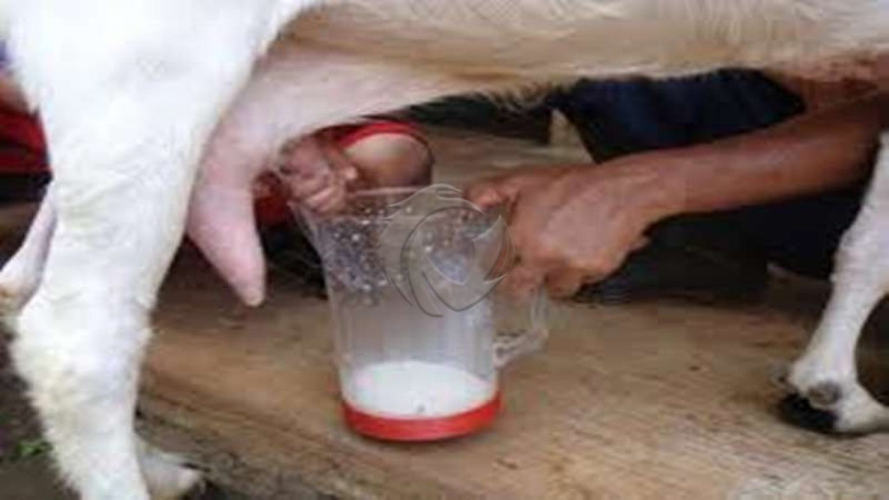 Susu Kambing Untuk Kesehatan Tubuh