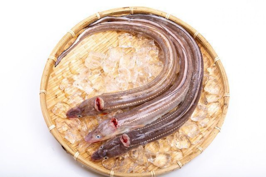 Manfaat Mengonsumsi Belut Untuk Kesehatan Tubuh