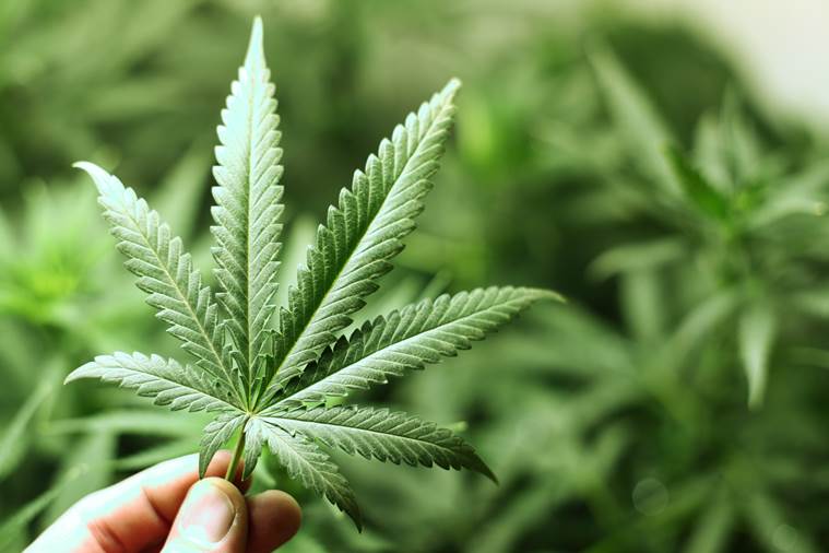 Manfaat Tanaman Ganja Untuk Dunia Medis