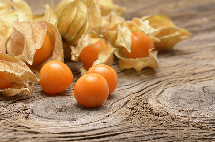 Jarang Diketahui, Manfaat Baik Dari Buah Ciplukan Bagi Kesehatan