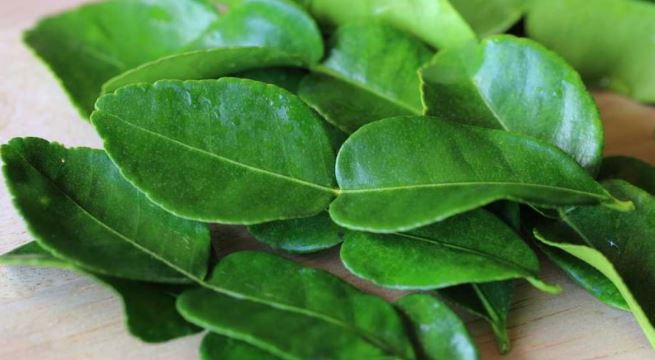 6 Manfaat Daun Jeruk Nipis Bagi Kesehatan